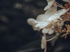 [야생화] 그 상사화를 모조리 꺾어주오 - 녹