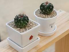 [유예여령]선인장.