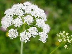 [아드마리] 독당근