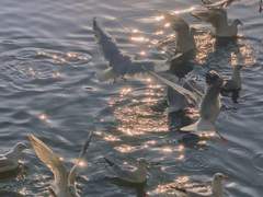 니그천커 프로필