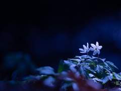 [가쿠츠무] 새벽 그늘 아래의 새