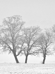 몰락한 왕과 반란의 충신