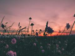 [야생화] 97년도에. - 밈