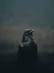 성급한 일반화의 오류가 범하는 원작 파괴