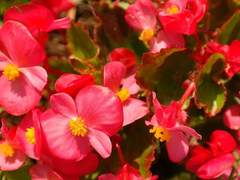 [ 가 ] 렉스베고니아