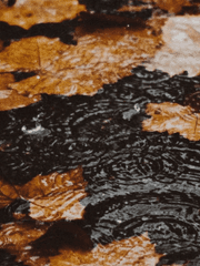 그 사랑의 형태는