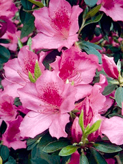 九尾狐傳; 구미호뎐