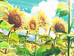 사랑하는 해바라기에게