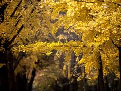 버드나무에 부는 바람