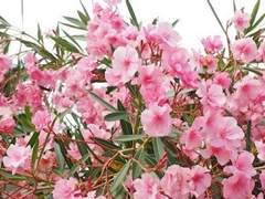 협죽도 : 행복의 대가