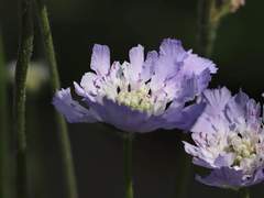 Scabiosa