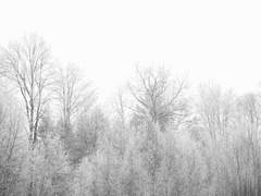 [ 오쿨루스 위티움 / 자작나무 / 고등학생 ]