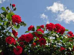 [원소조조] 아일랜드-8