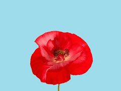 사랑하는 나의, □□