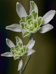 해오름달(1월)_BL