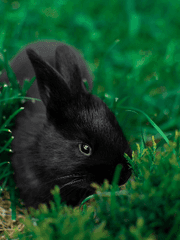 데못죽 래빈세란 드림