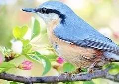 새를 사랑하는 별