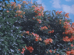 [윤밍] 개꽃은 시들지 말지어다