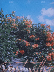 개꽃은 시들지 말지어다