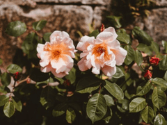 [우부] 유일무이(唯一無二)