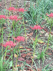 렌탄합작 참여작품