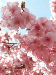 첫사랑은 이루어진다