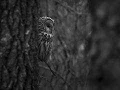 대지에서 춤추며