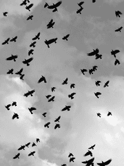 아수라 프로젝트