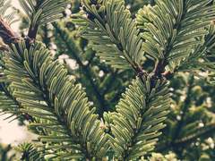 [이규혁]가문비나무