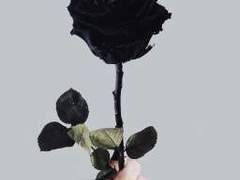 𝑴𝒊𝒅𝒏𝒊𝒈𝒉𝒕 𝑪𝒂𝒏𝒅𝒚