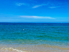 반려다람지 관찰일지