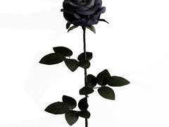 지옥의 역하렘? NO, 욕할렘! 喜