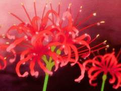 《주술회전드림》8. 불공정거래