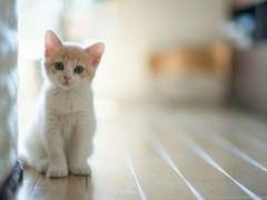 이부키 아이, 고양이 되다?