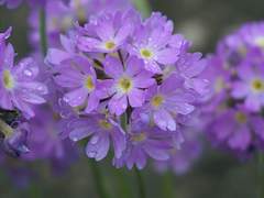 이반 브릴튼 아서