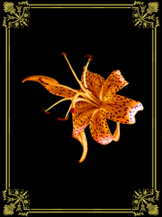 나를 사랑하는 타이거플라워