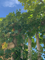 리건과 퐁드의 우주여행기