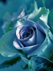 Blue Rose [리바이드림]