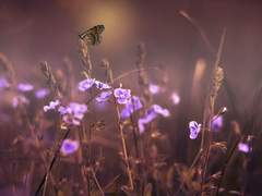 당신의 꽃을 알고 싶어요!