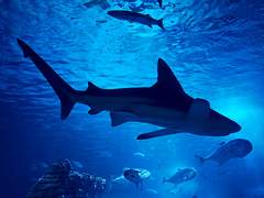 상어 이름이 왜 디저트 이름이냐구요?