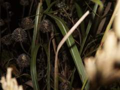 두더지처럼 솟아나는 우연