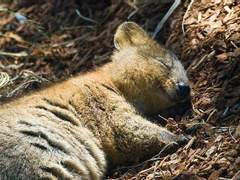 버드나무에 부는 바람