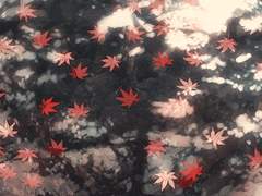 [익준송화] 가을 숲과 양은냄비