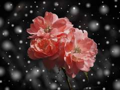 흐드러진 봄, 겨울의 꽃 04