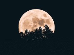 현재 소원비는 중입니다!