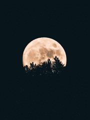 현재 소원비는 중입니다!