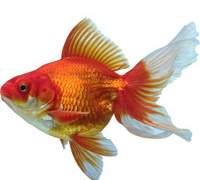 언더 도그마 콤플렉스