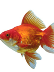 언더도그마 단편 시리즈