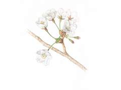 1937, 경성 로망스 上