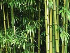 [뷔진] 호랑이 장가가는 날